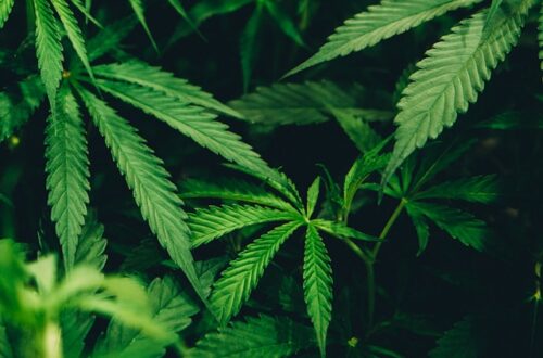 cbd topskud