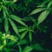 cbd topskud