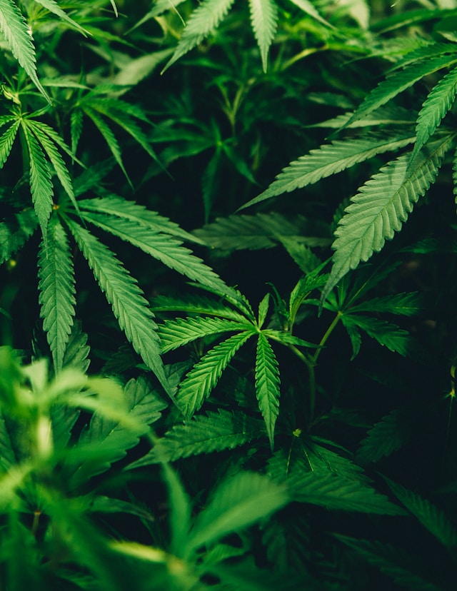 cbd topskud